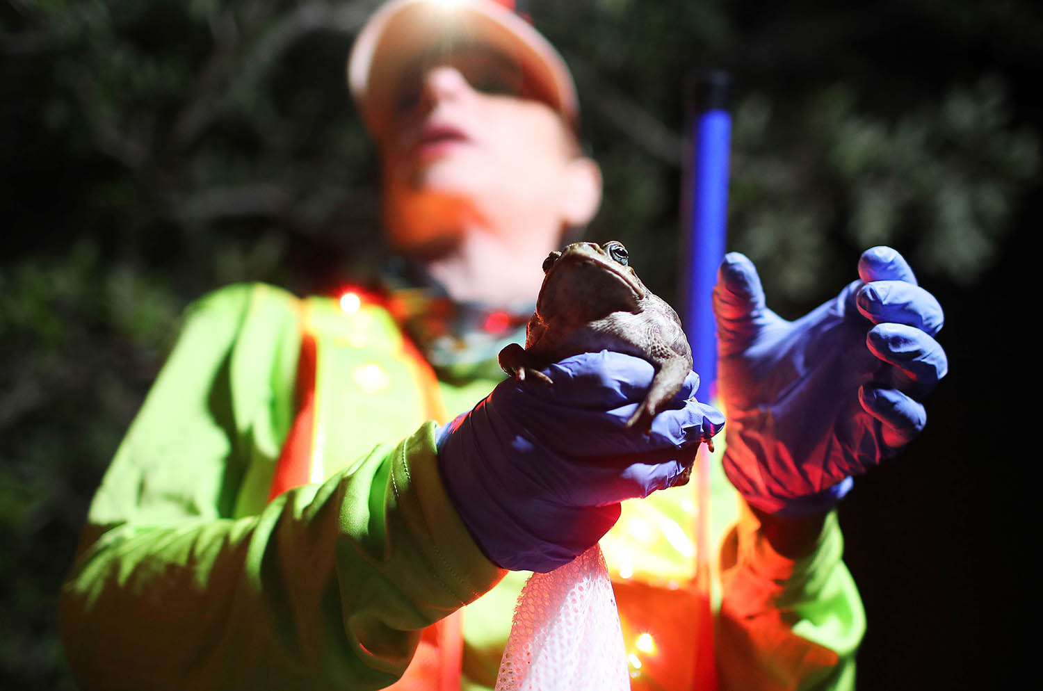 Kodok Beracun Menyerbu Palm Beach Florida