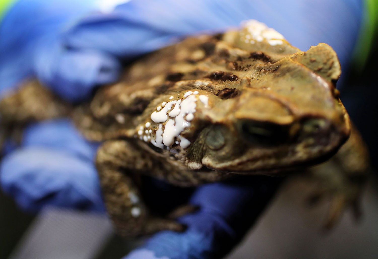 Kodok Beracun Menyerbu Palm Beach Florida