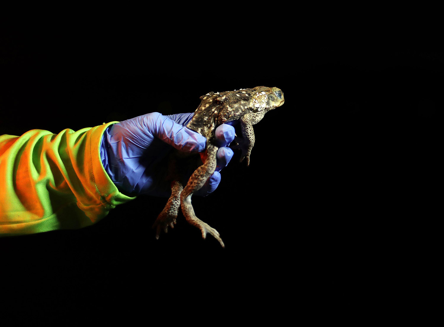 Kodok Beracun Menyerbu Palm Beach Florida