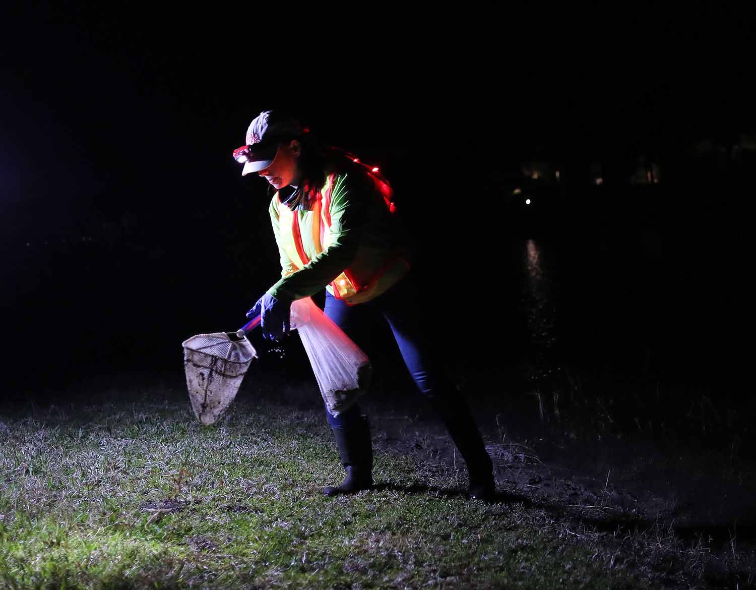 Kodok Beracun Menyerbu Palm Beach Florida