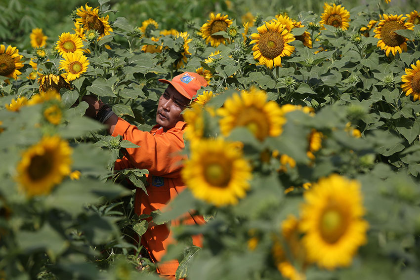 Perawatan Taman Bunga Matahari 