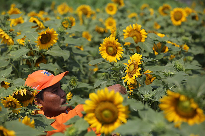 Perawatan Taman Bunga Matahari 