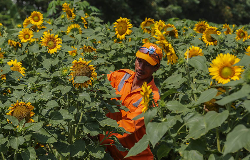 Perawatan Taman Bunga Matahari 