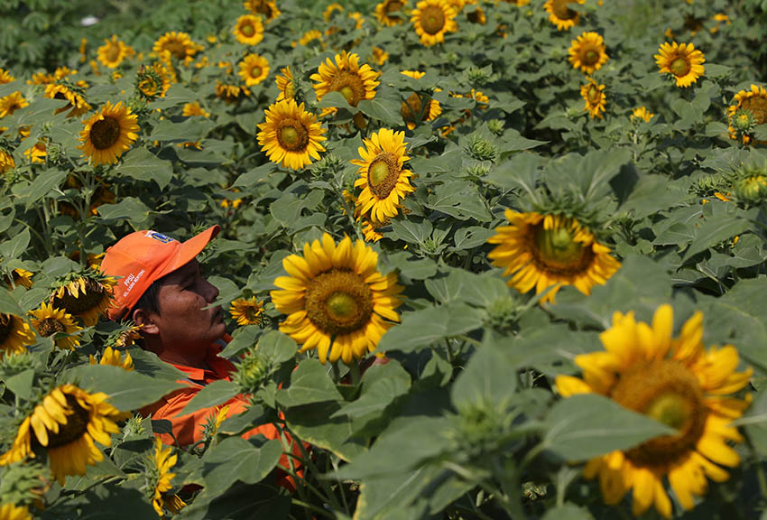 Perawatan Taman Bunga Matahari 