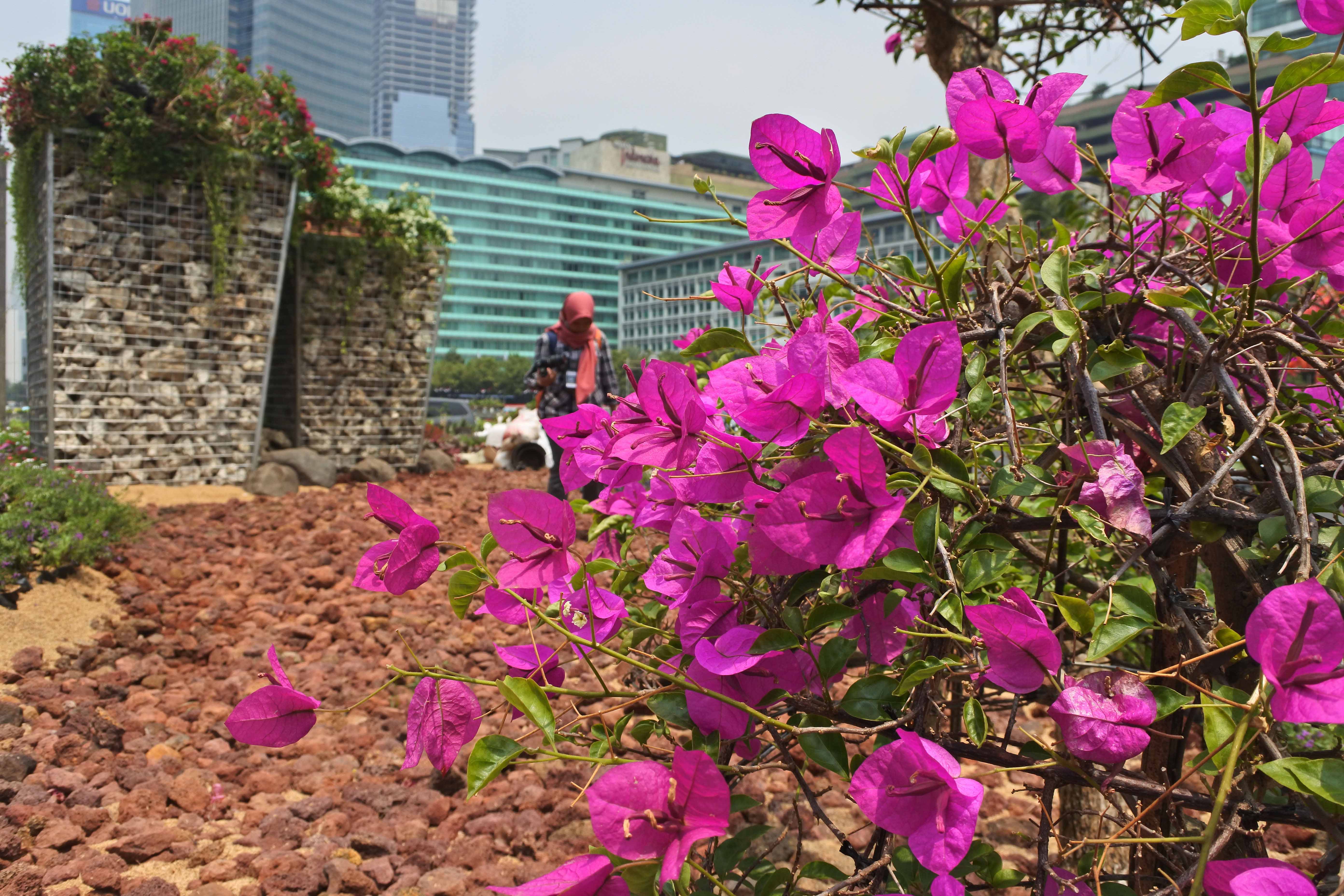 Bunga Bougenville Hiasi Kawasan Bundaran HI