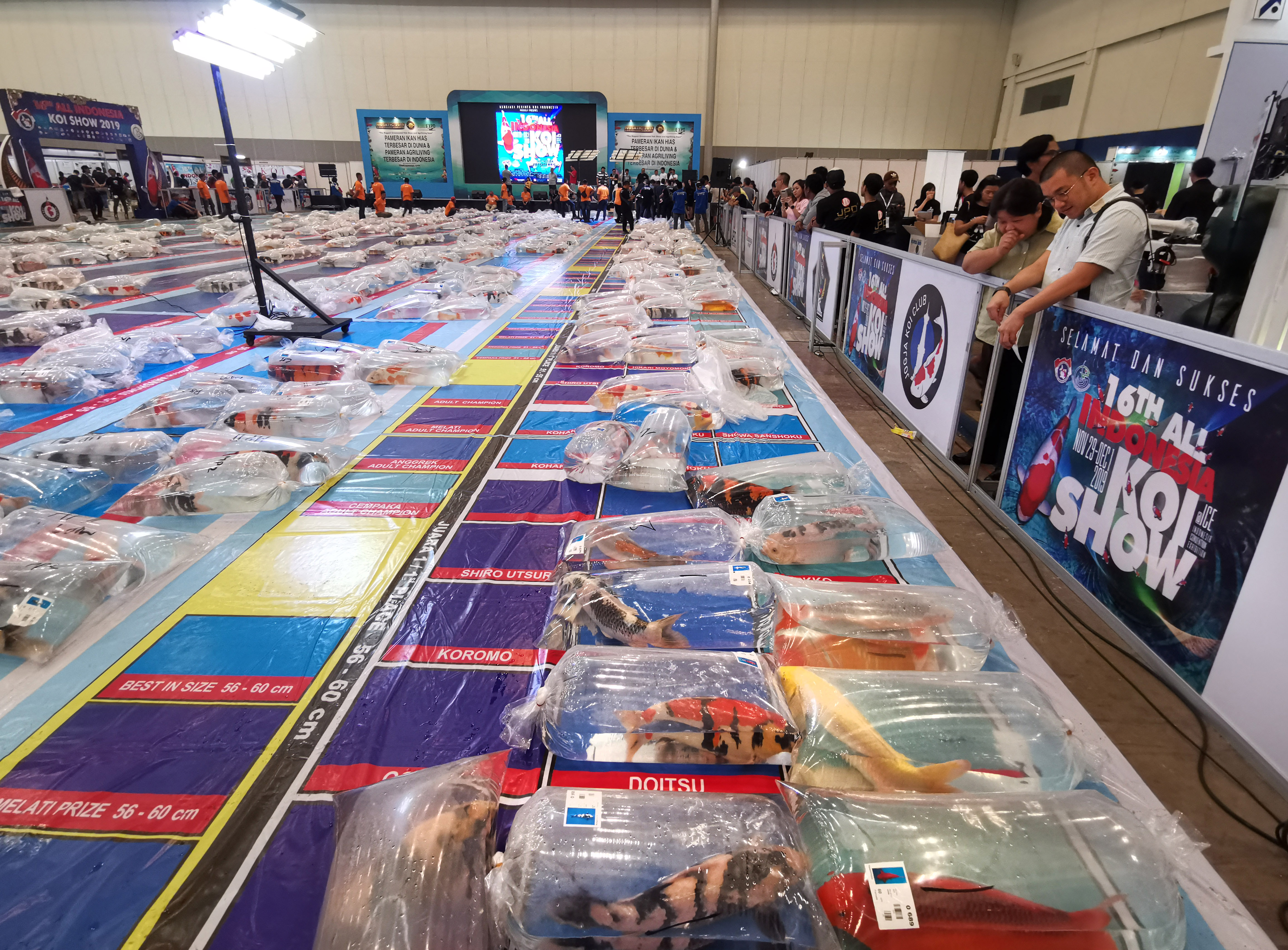 All Indonesia KOI Show