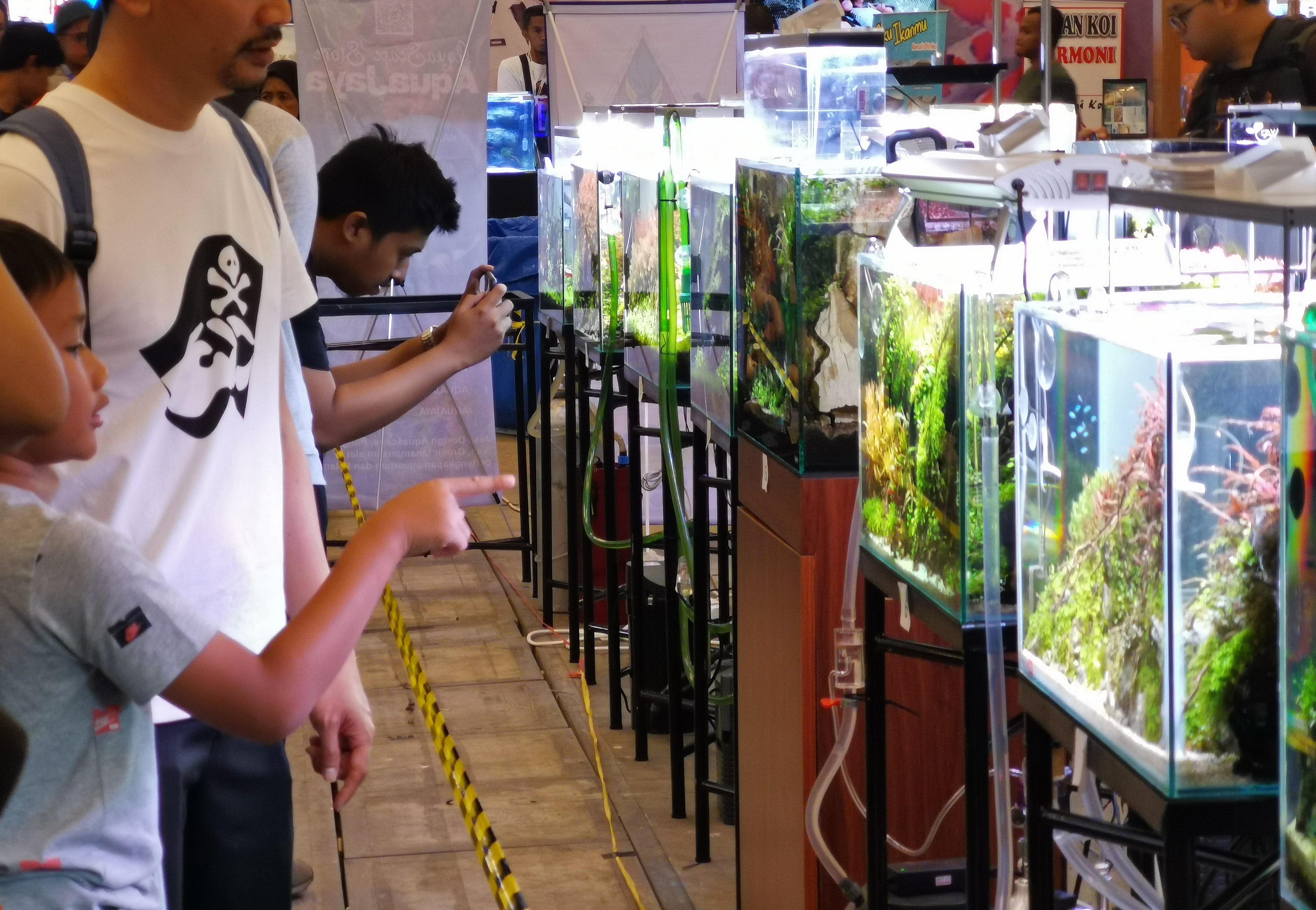 All Indonesia KOI Show