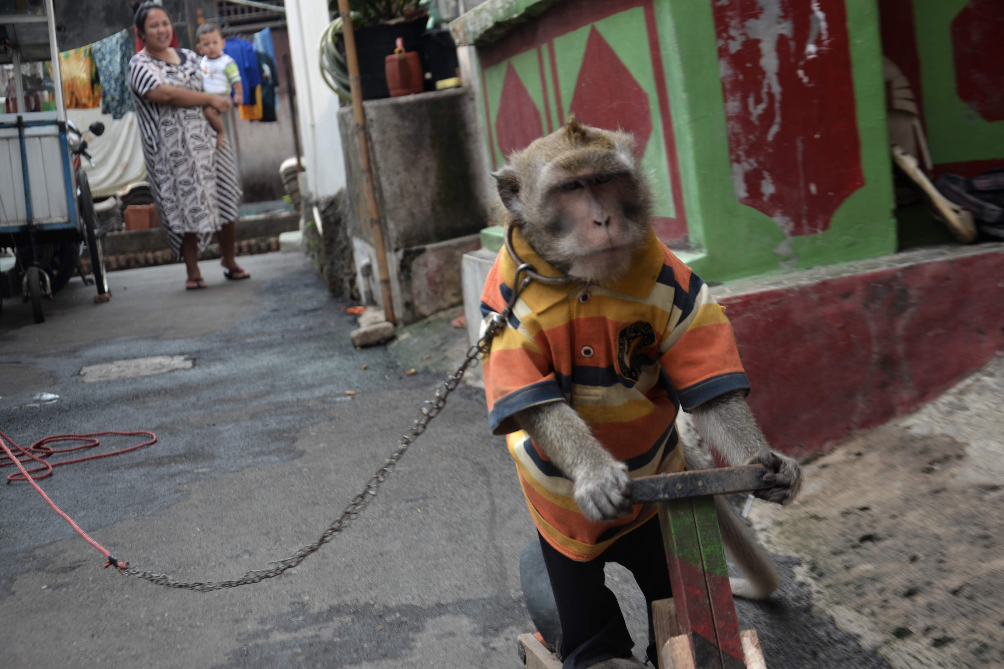 Atraksi Topeng Monyet Masih Ada di Jakarta