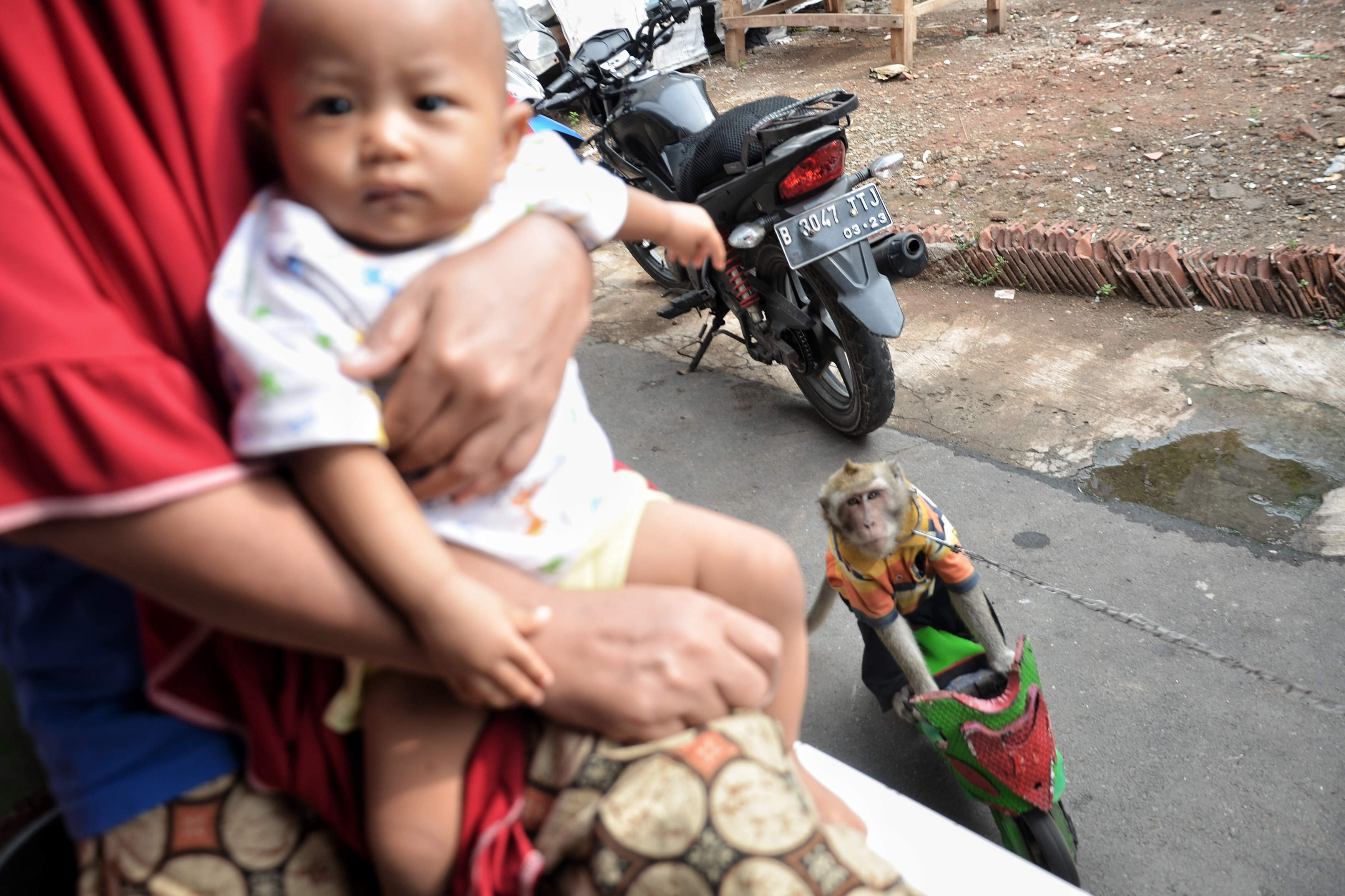 Atraksi Topeng Monyet Masih Ada di Jakarta