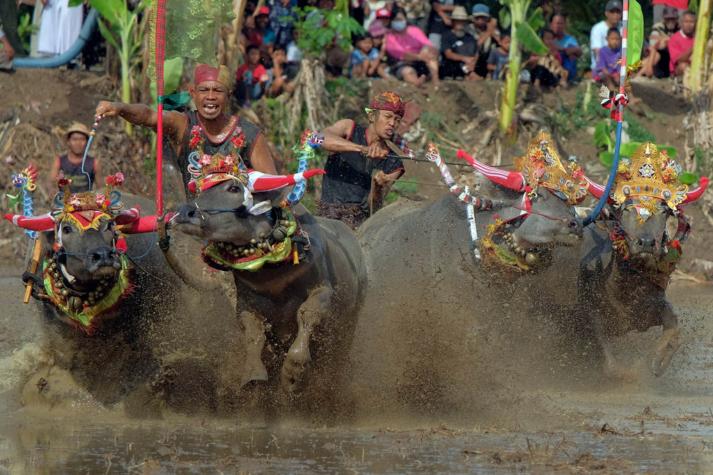 Lomba Balap Kerbau