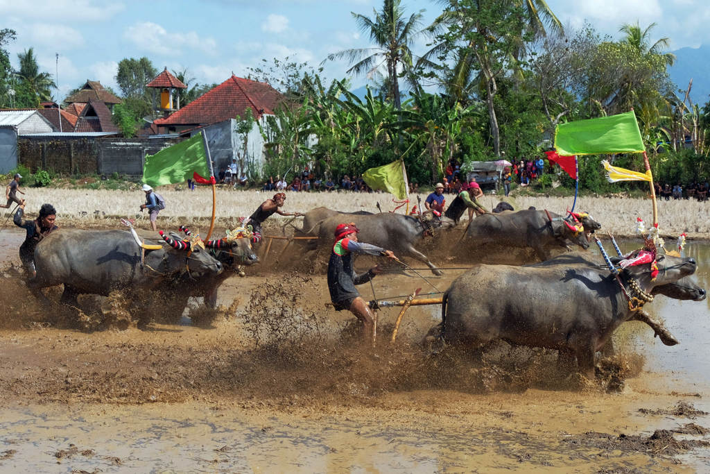 Lomba Balap Kerbau