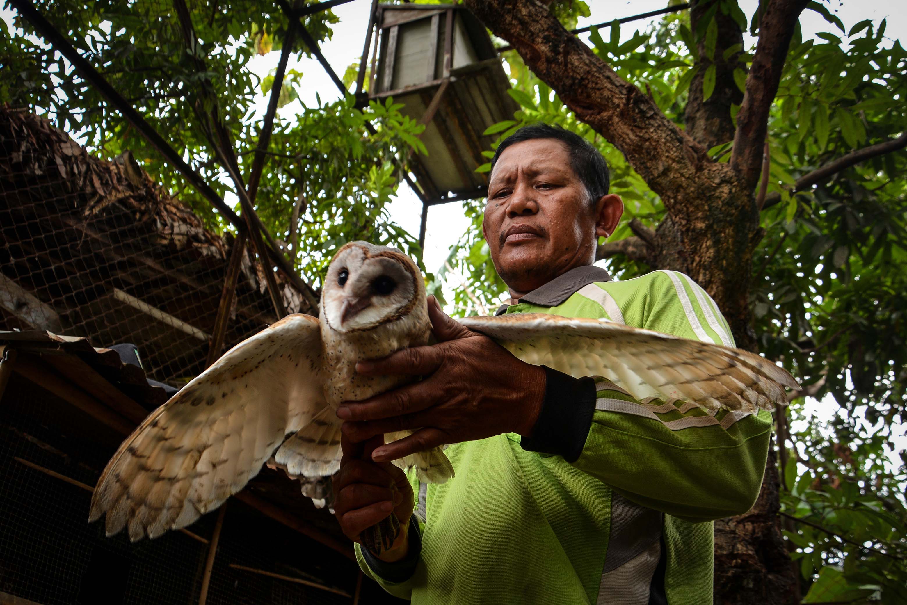 Penangkaran Burung Hantu