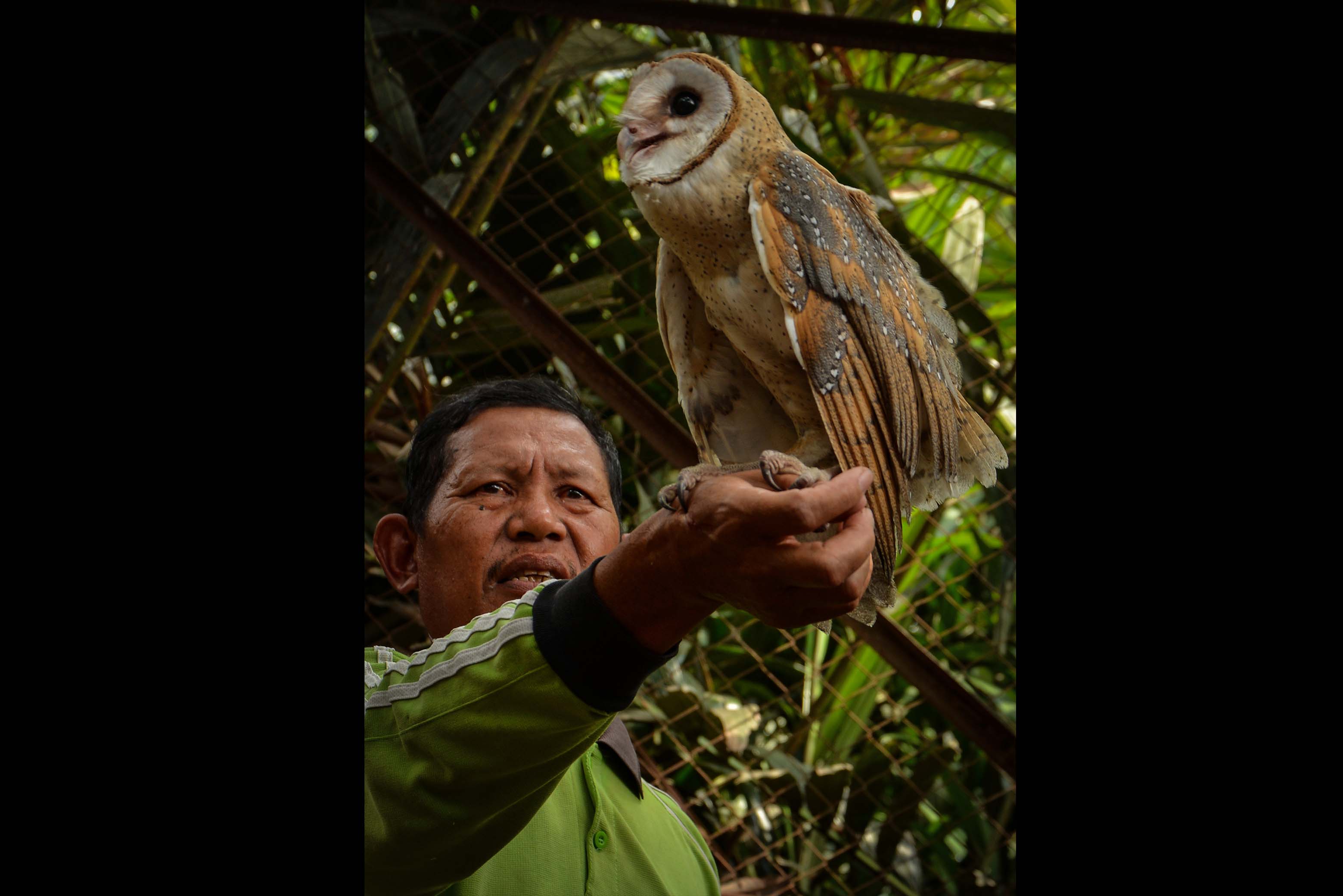 Penangkaran Burung Hantu
