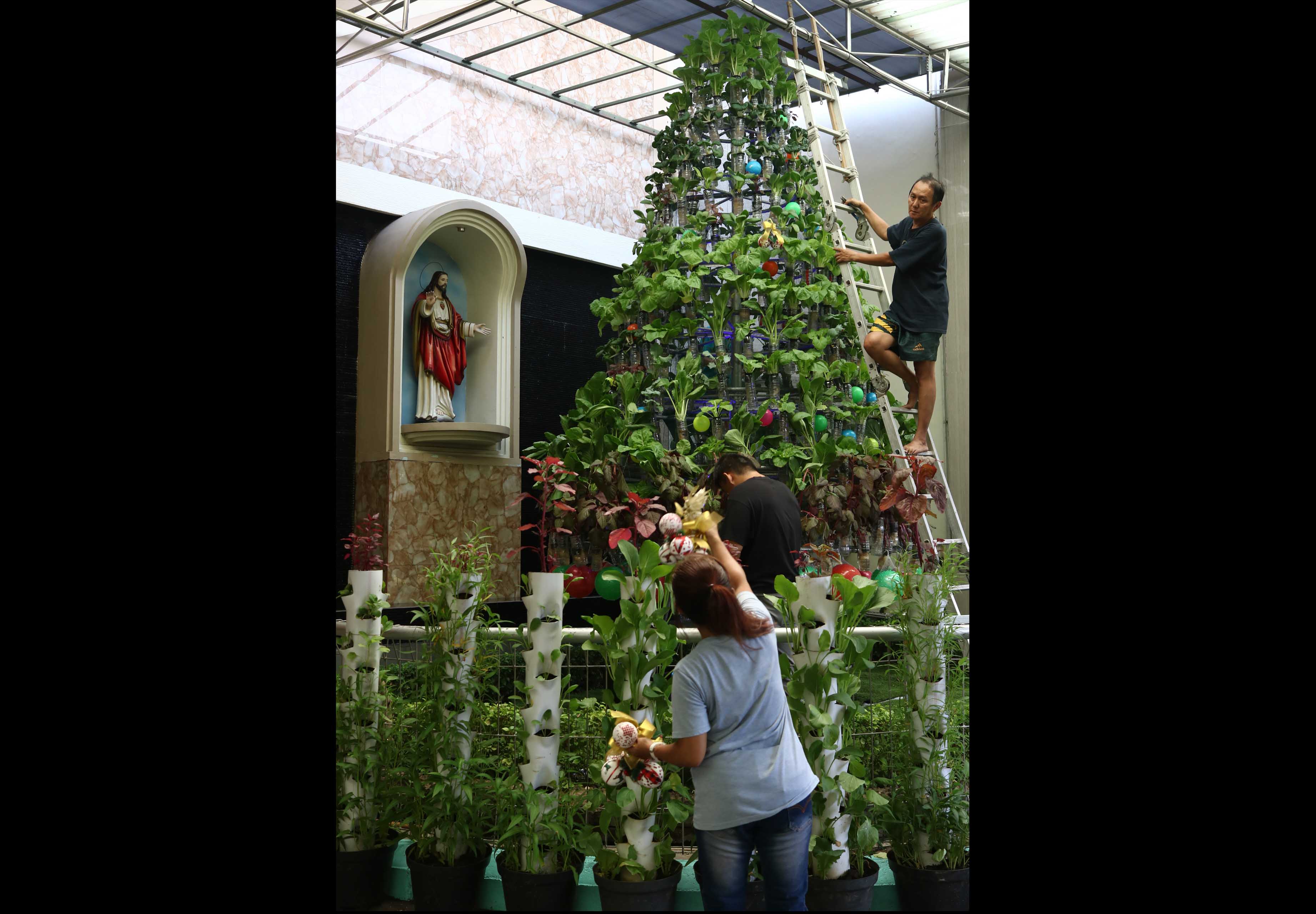 Pohon Natal Sayuran Hidroponik