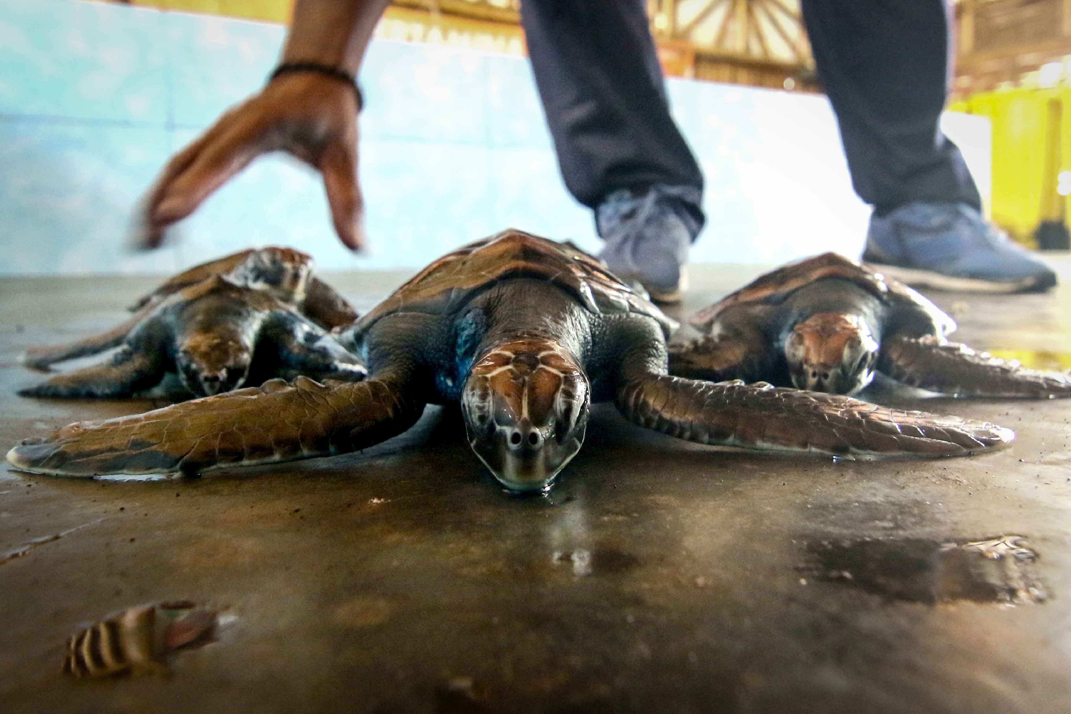 Klinik Penyu di Banyuwangi