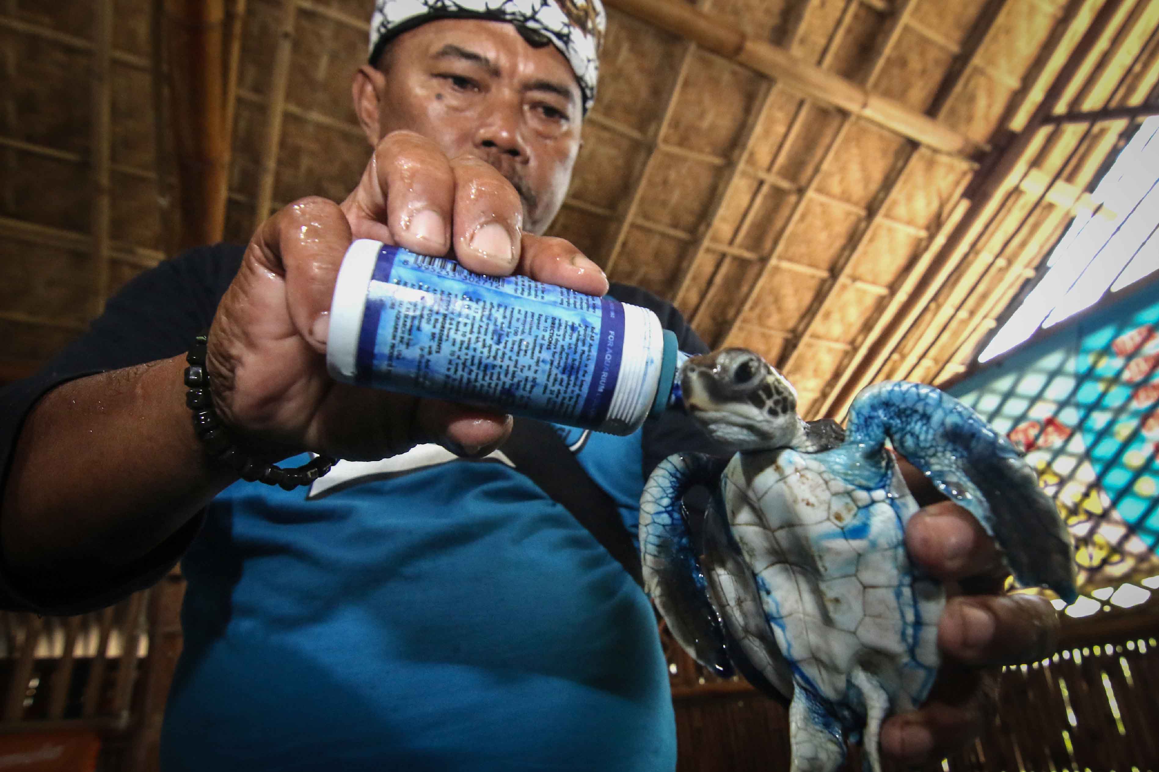 Klinik Penyu di Banyuwangi
