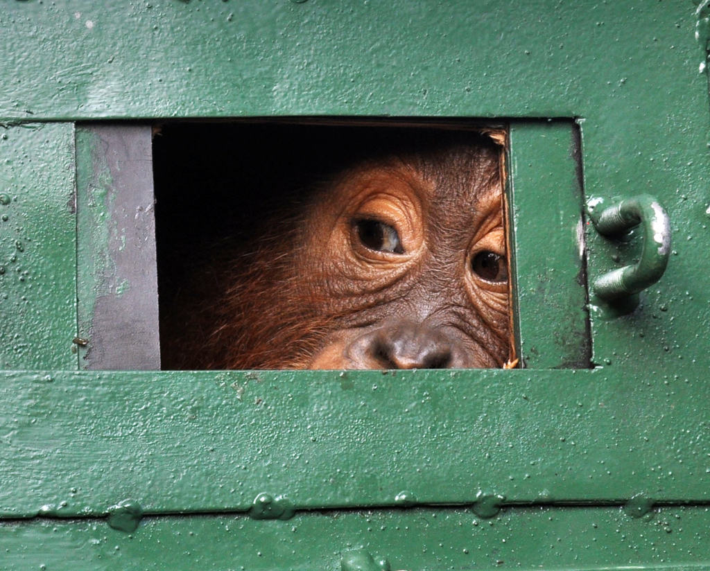 Bonbon Jalani Rehabilitasi Karantina di Sibolangit 