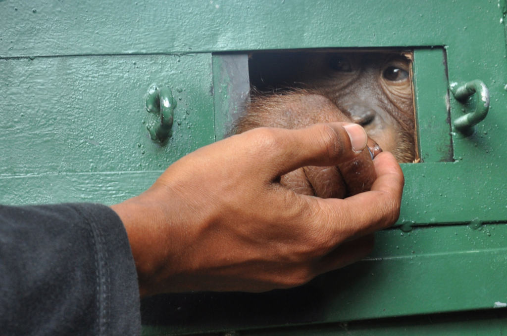 Bonbon Jalani Rehabilitasi Karantina di Sibolangit 