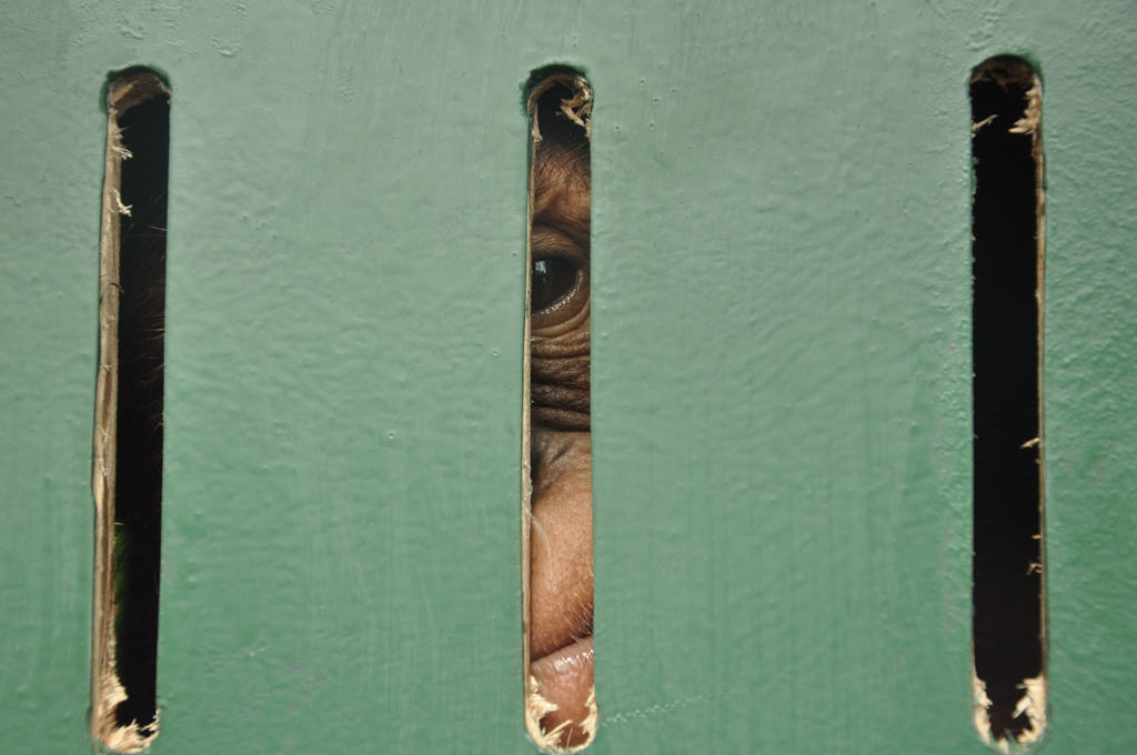 Bonbon Jalani Rehabilitasi Karantina di Sibolangit 