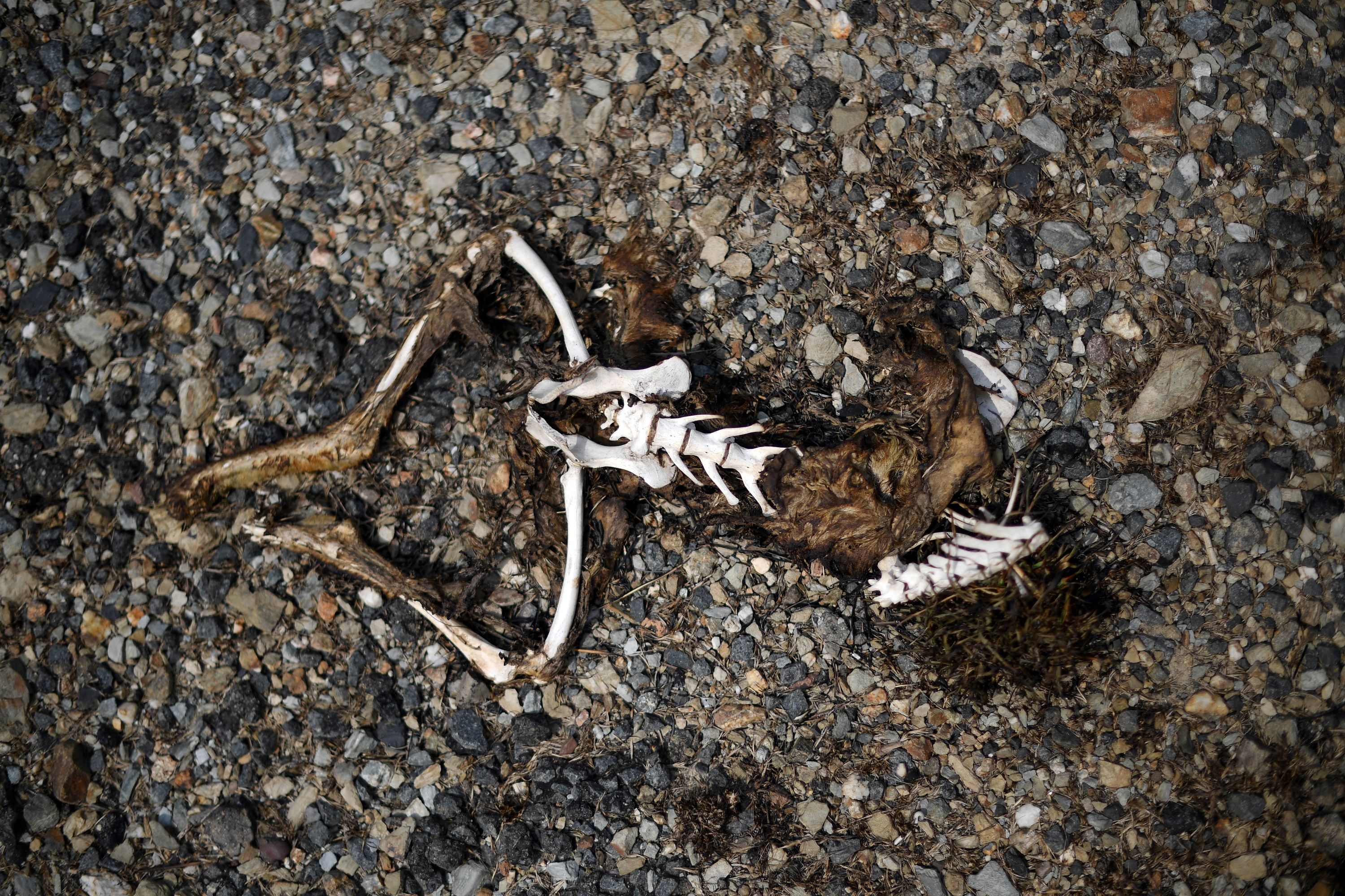 Tangis Pilu di Negeri Kanguru