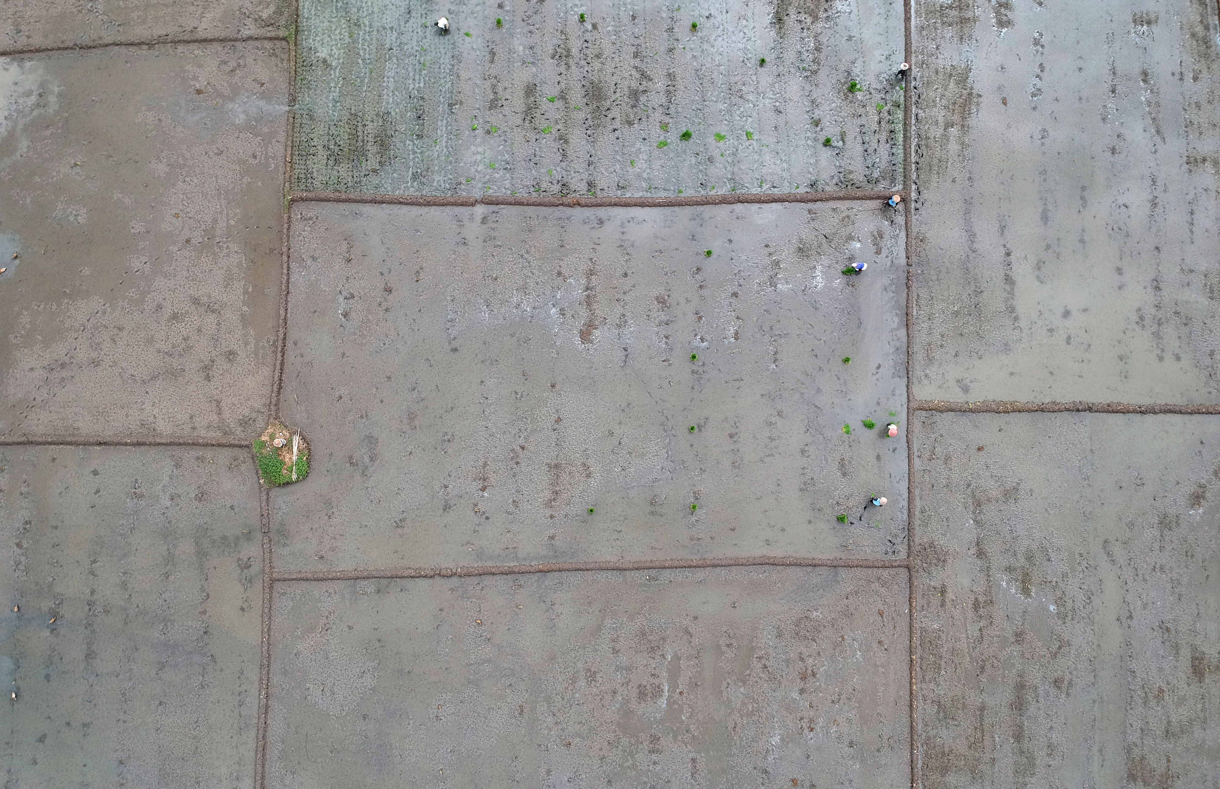 Target Cetak Sawah Tahun 2020 Naik