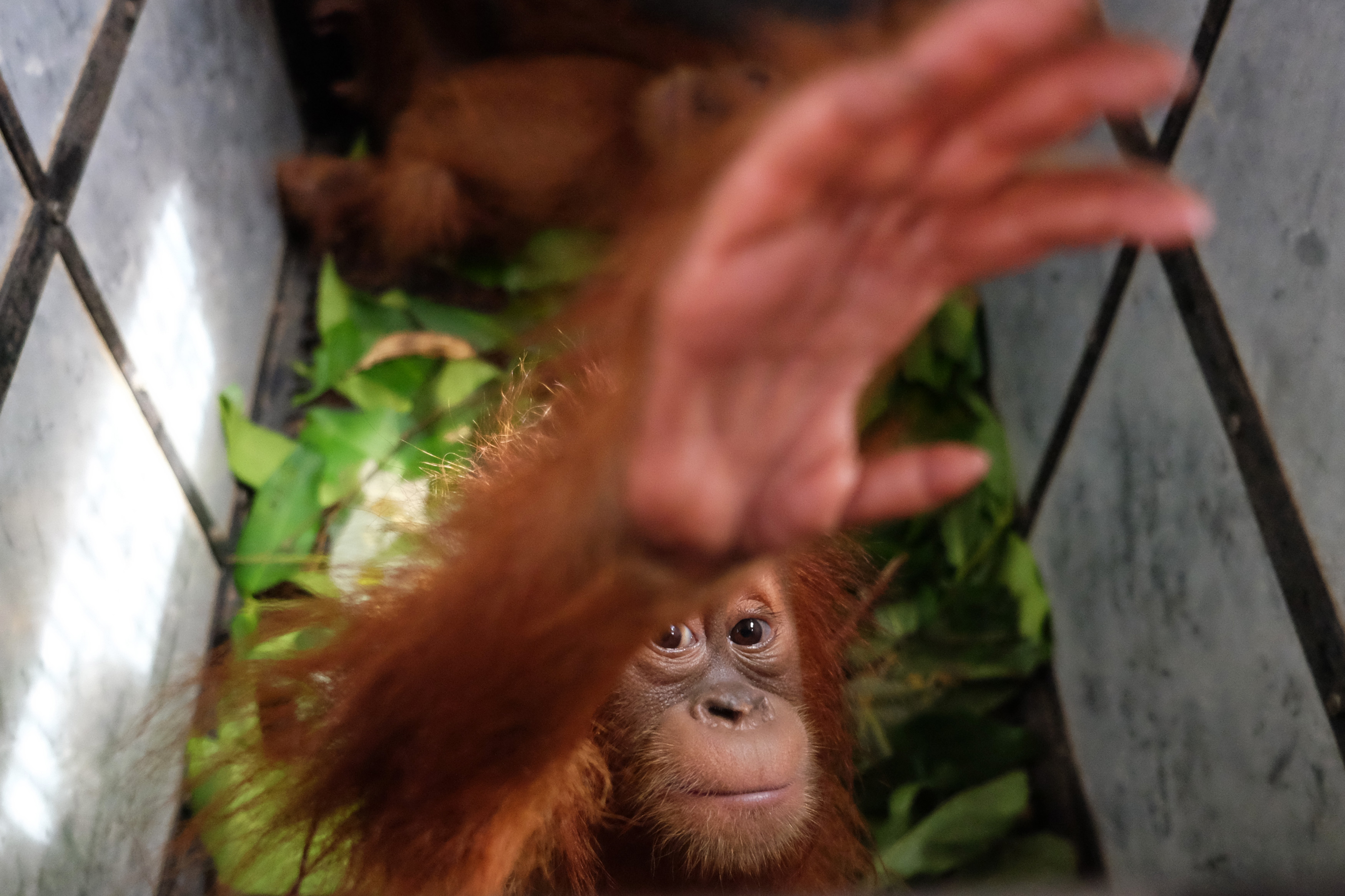 Perdagangan Bayi Orangutan