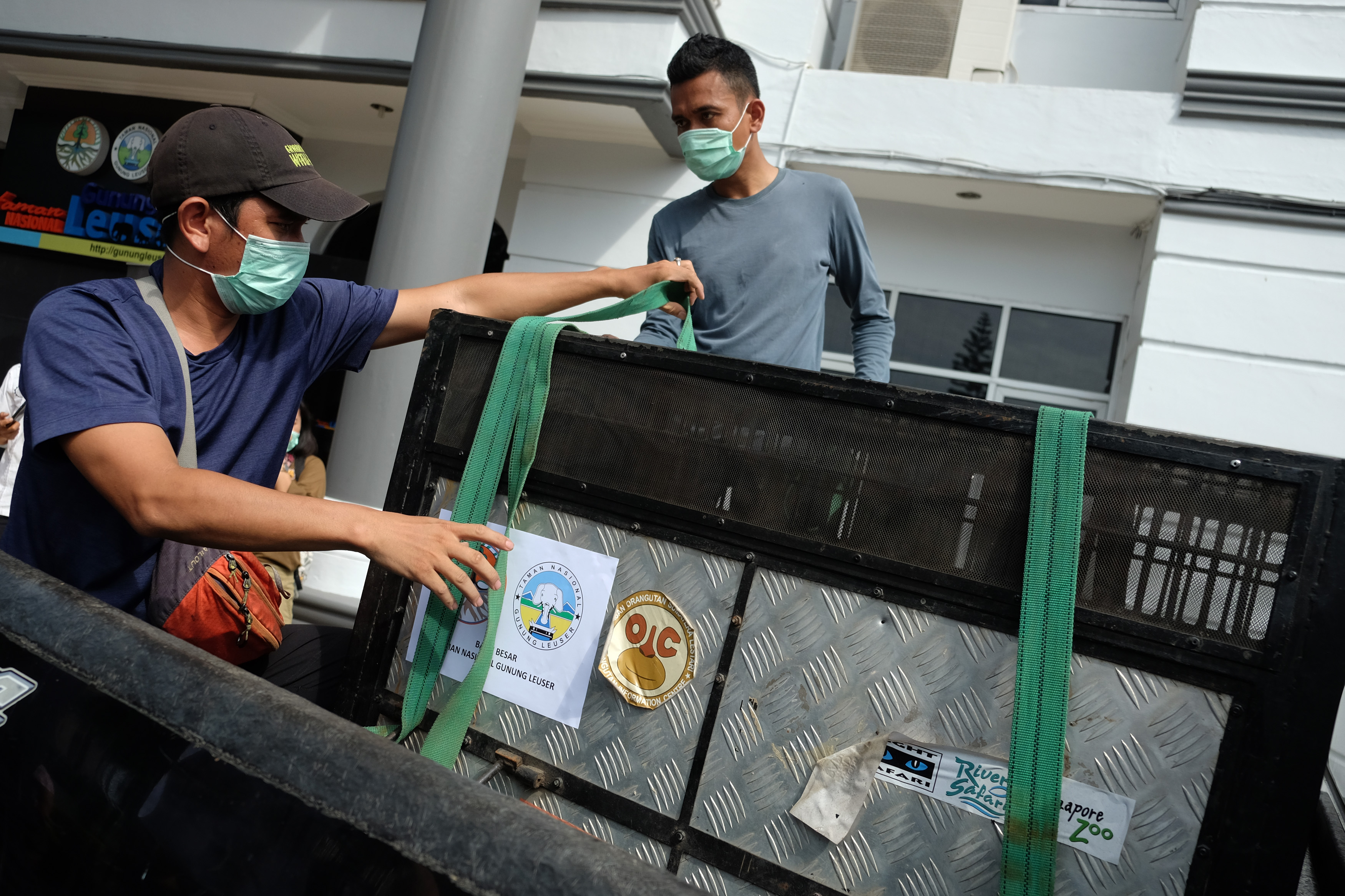 Perdagangan Bayi Orangutan