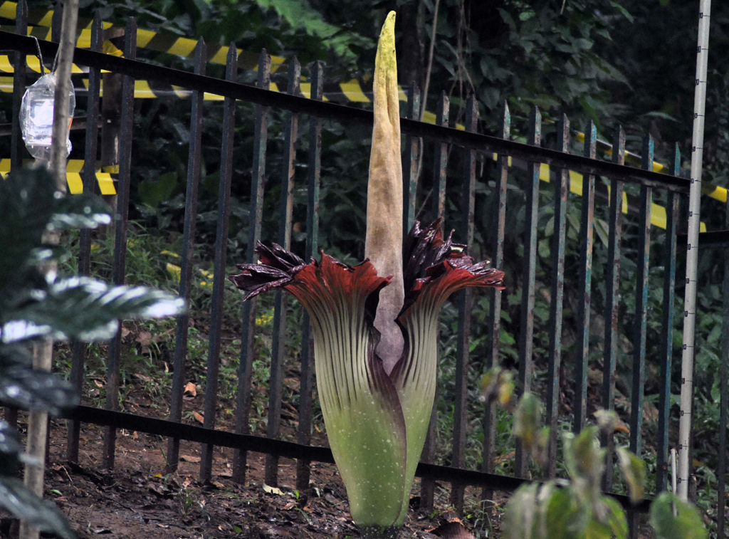Mekarnya Bunga Bangkai di Kebun Raya Bogor 