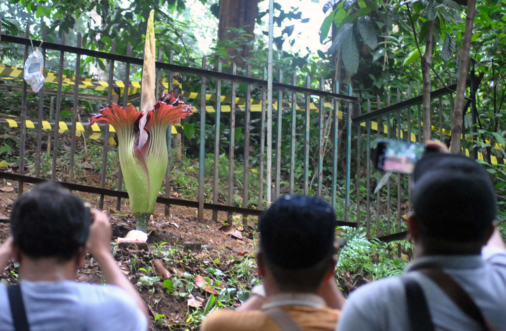 Mekarnya Bunga Bangkai di Kebun Raya Bogor 