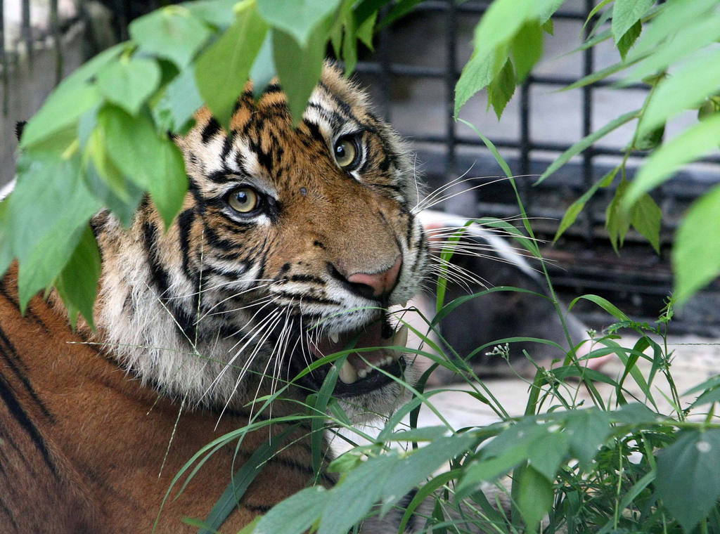 Translokasi Harimau Sumatra ke TWNC Lampung 
