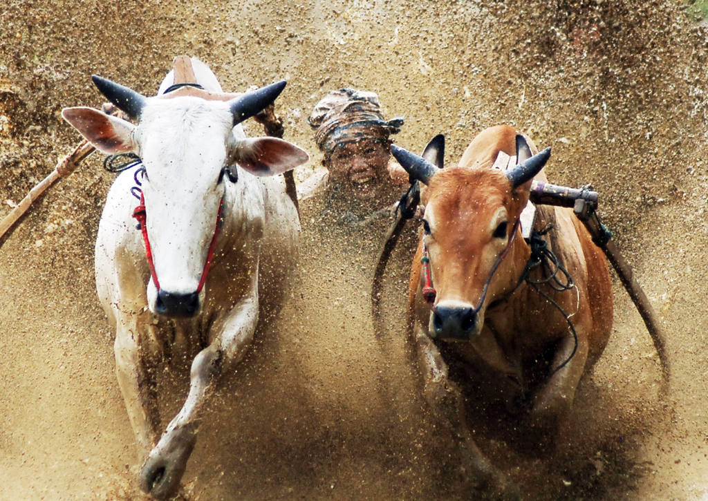 Tradisi Pacu Jawi Usai Panen Padi di Sumbar 