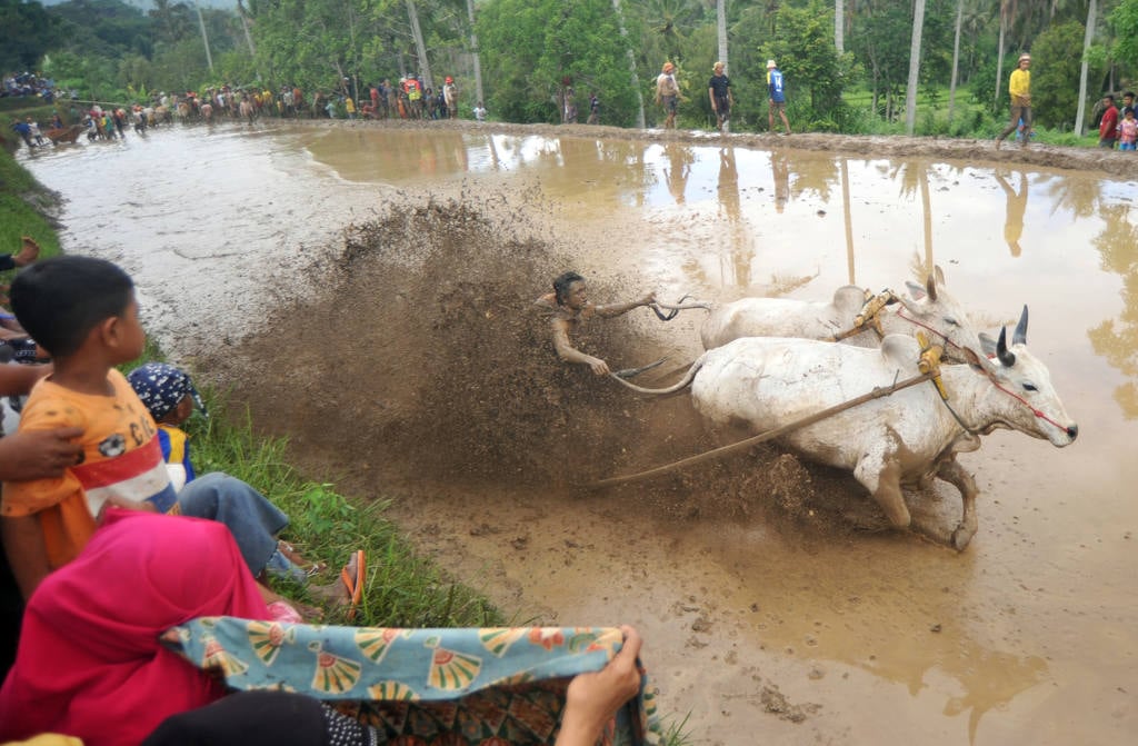 Tradisi Pacu Jawi Usai Panen Padi di Sumbar 