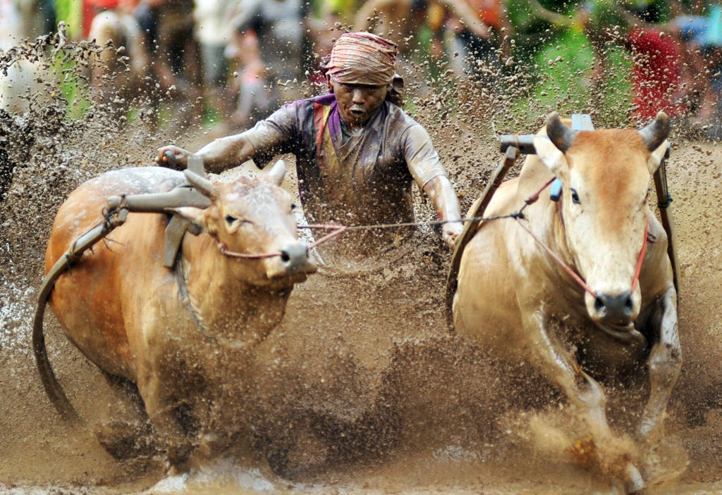 Tradisi Pacu Jawi Usai Panen Padi di Sumbar 