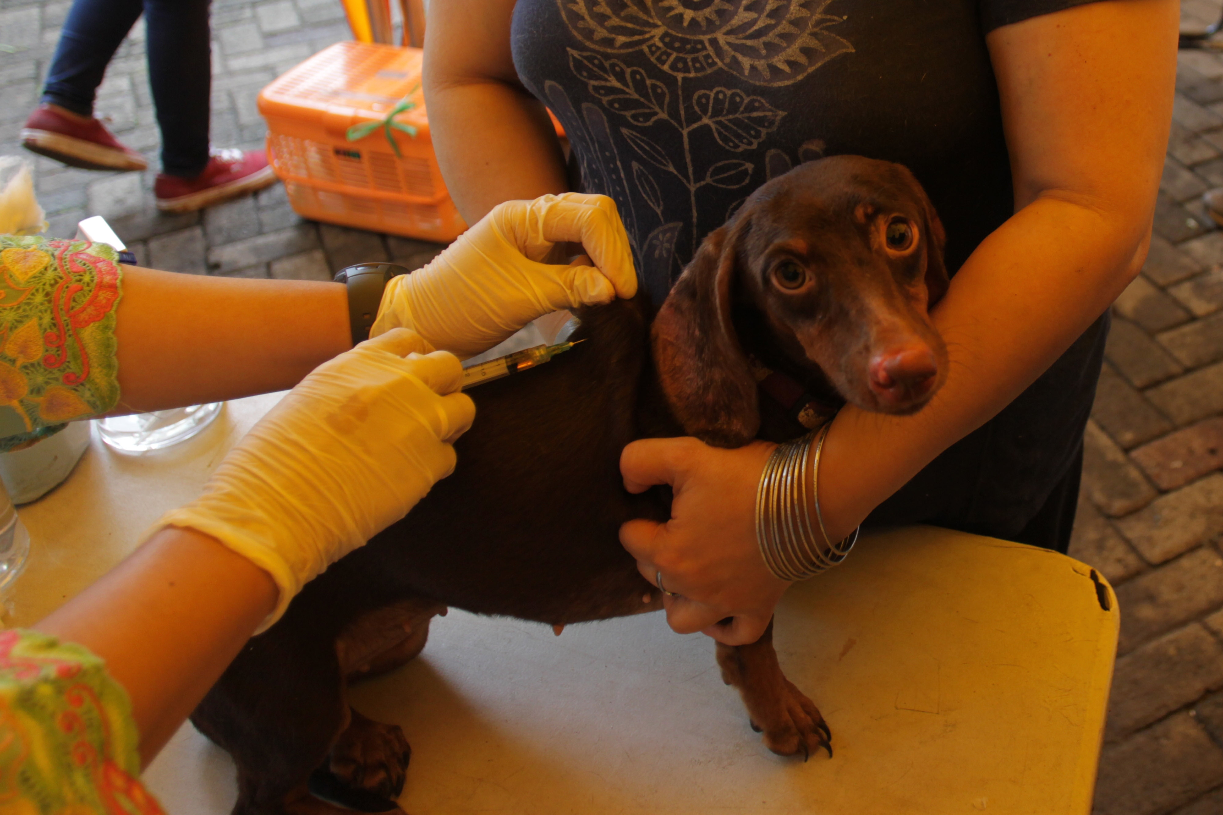 Pemeriksaan Hewan Terdampak Banjir
