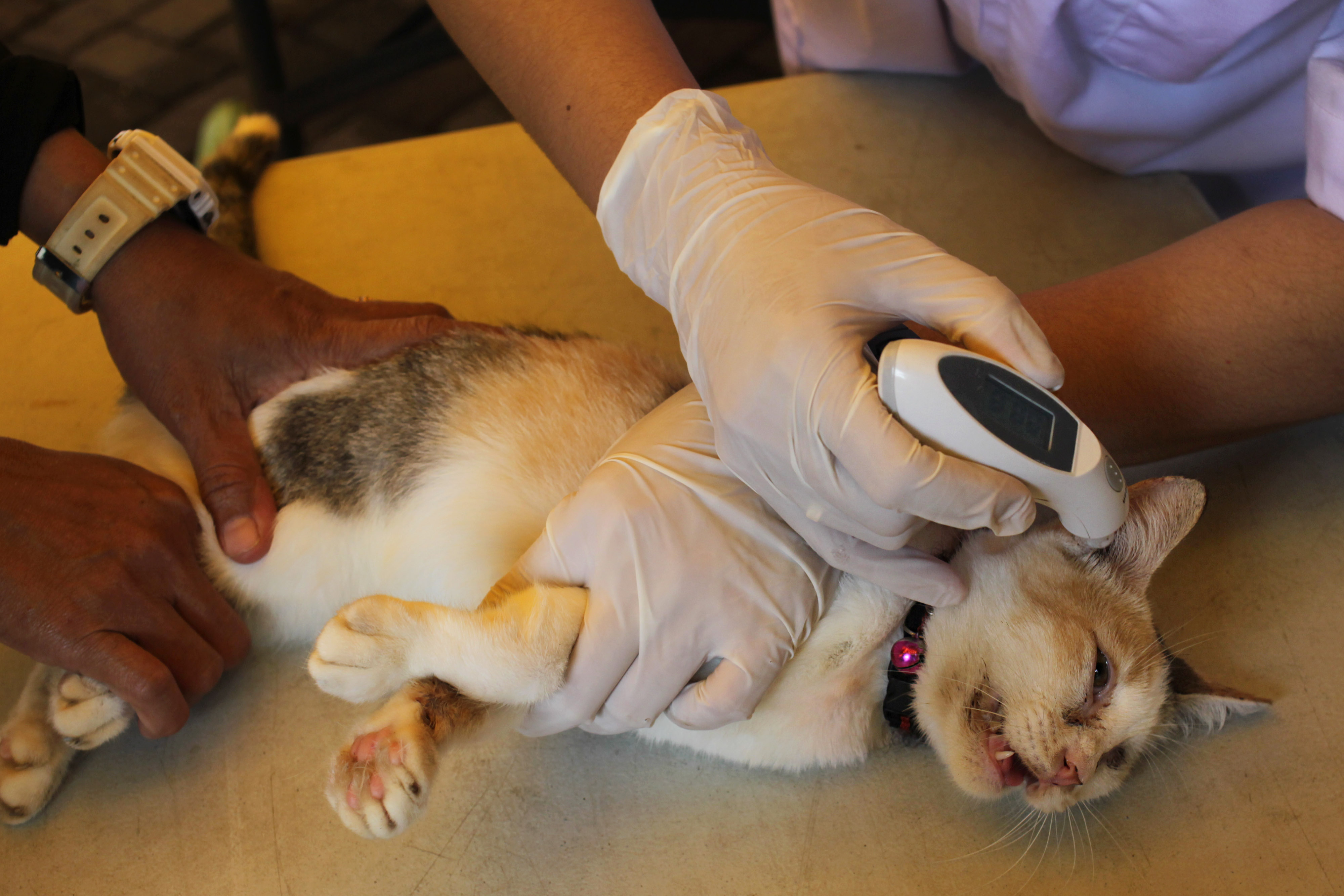 Pemeriksaan Hewan Terdampak Banjir