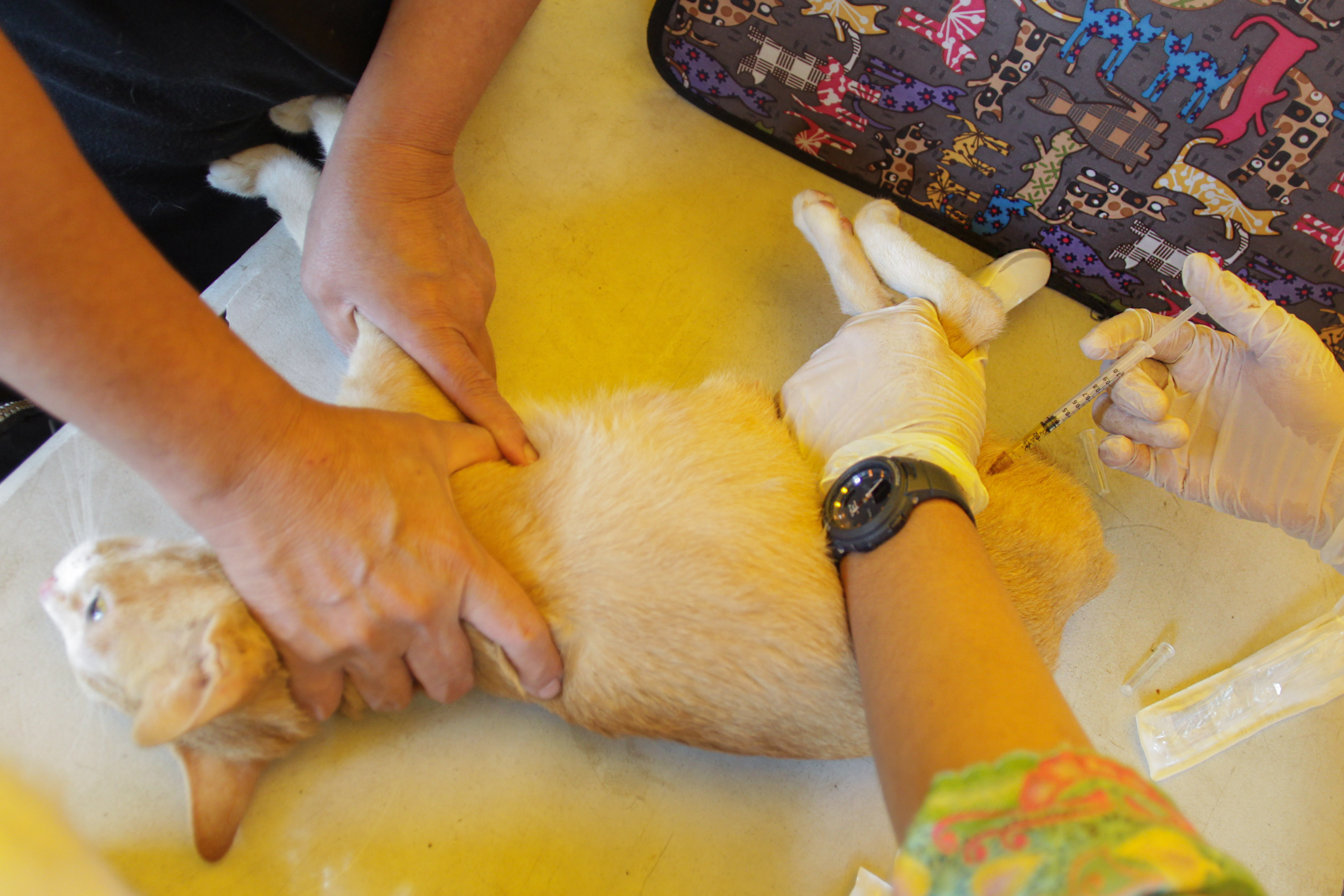 Pemeriksaan Hewan Terdampak Banjir