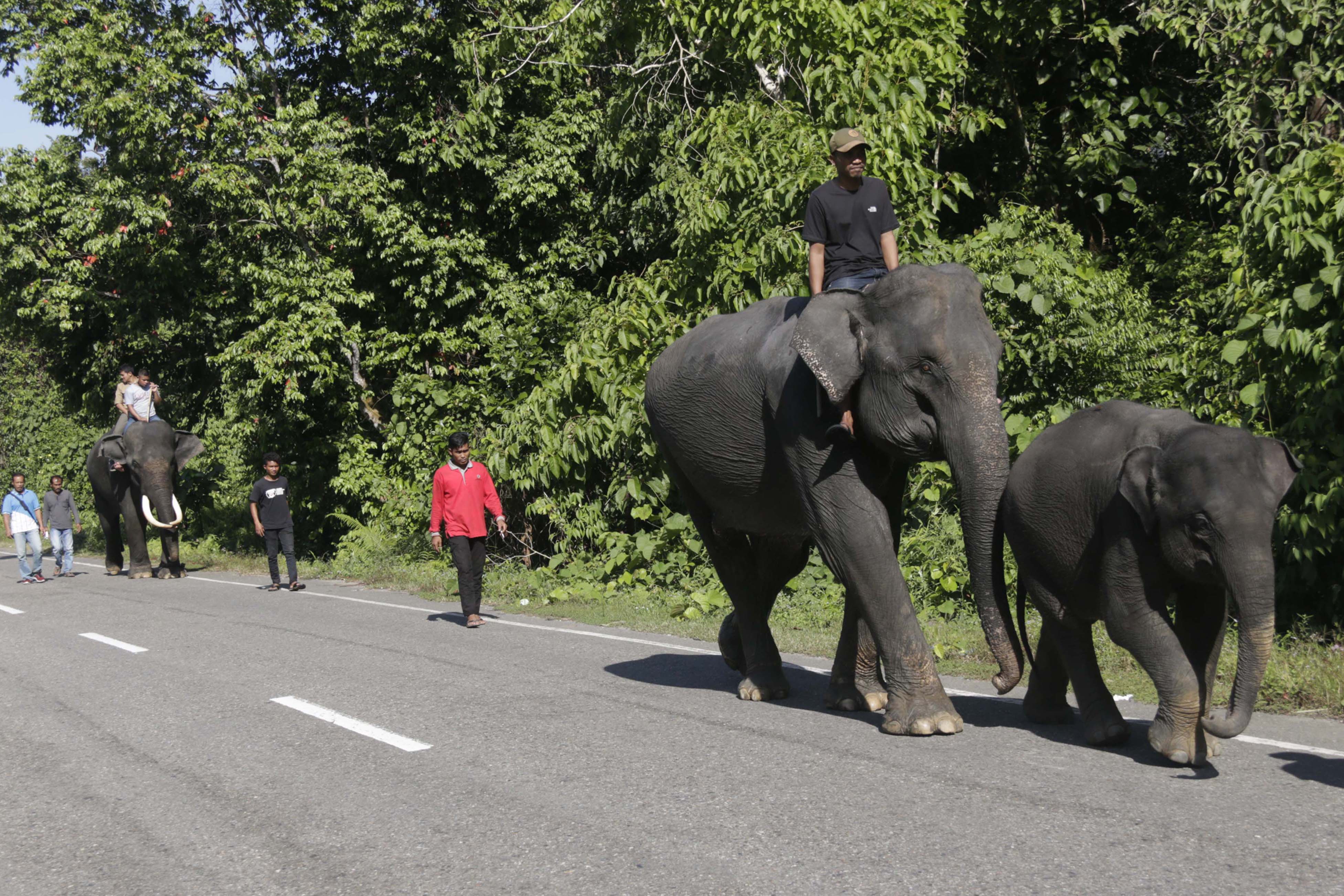 Gajah Jinak di CRU Trumon