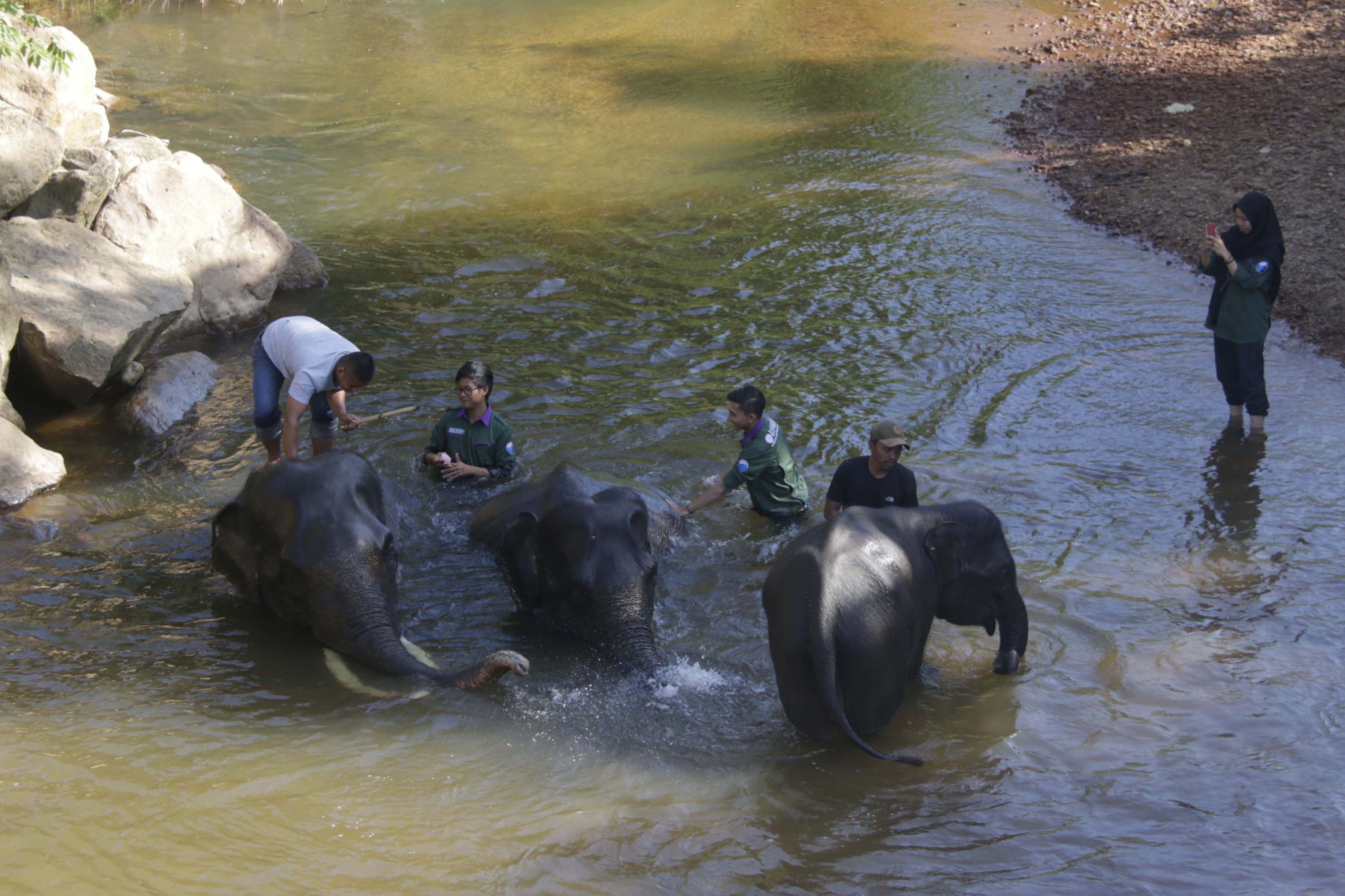 Gajah Jinak di CRU Trumon