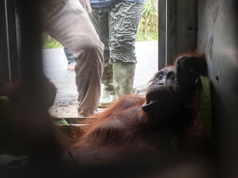 Penyelamatan Orang Utan Di Ketapang