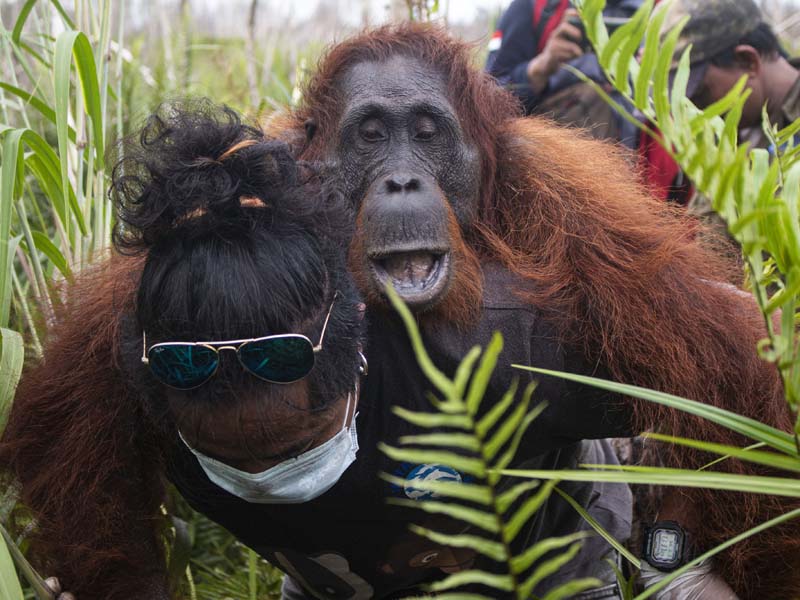 Penyelamatan Orang Utan Di Ketapang