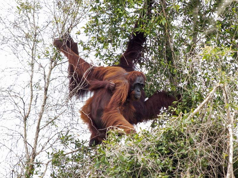 Penyelamatan Orang Utan Di Ketapang