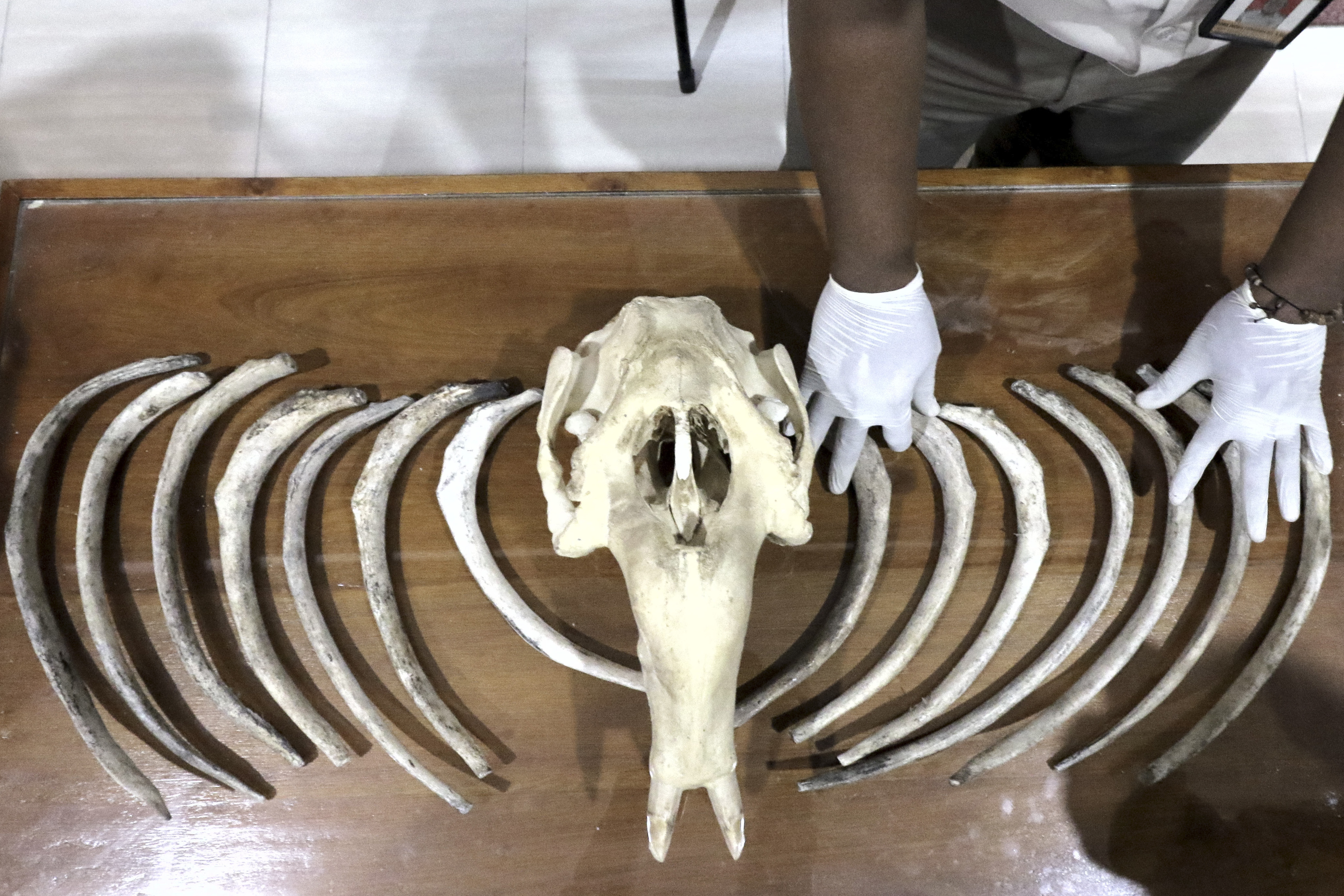 Penyelundupan Tulang Dugong