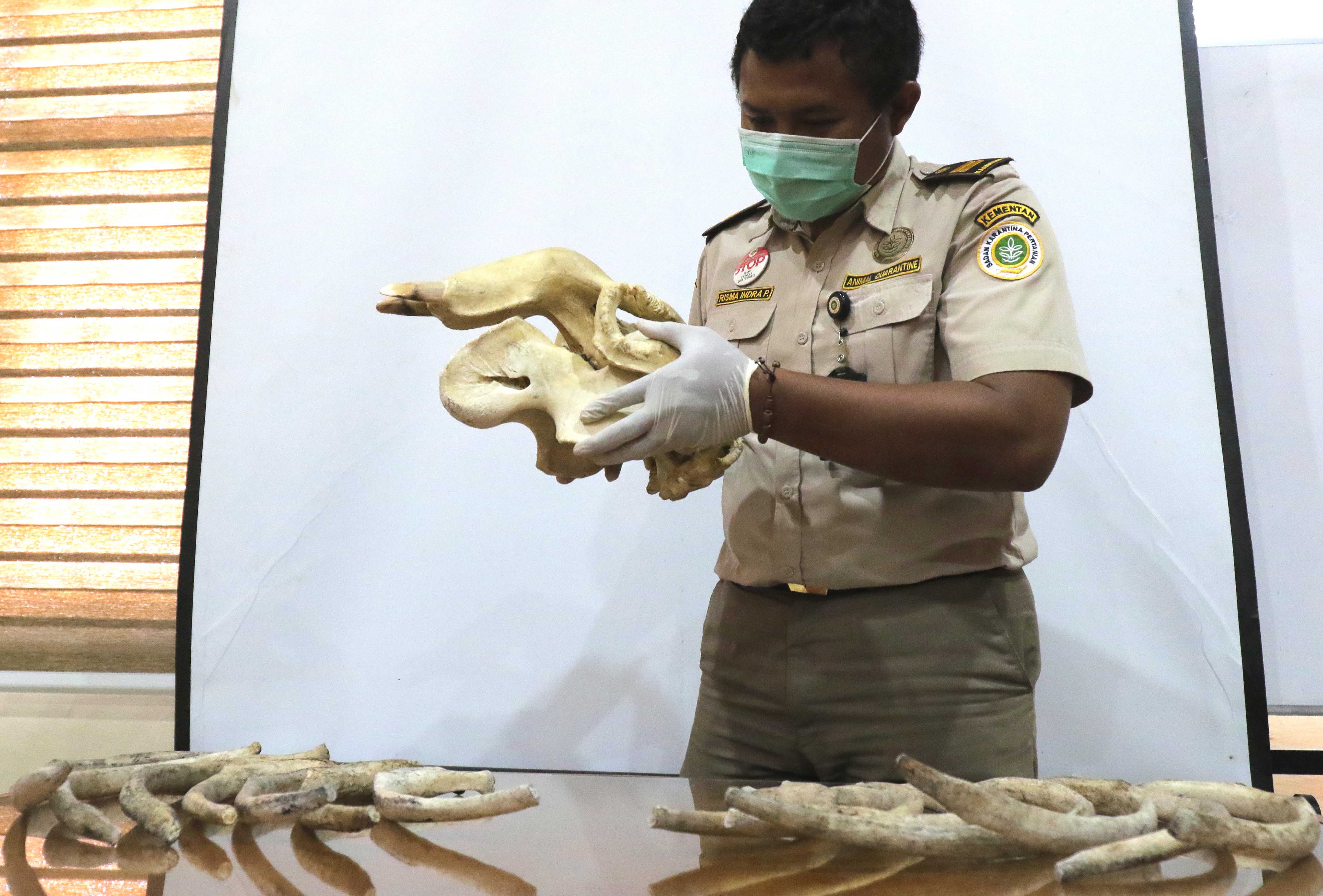 Penyelundupan Tulang Dugong