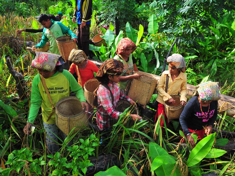 Panen Padi Ladang Suku Talang Mamak