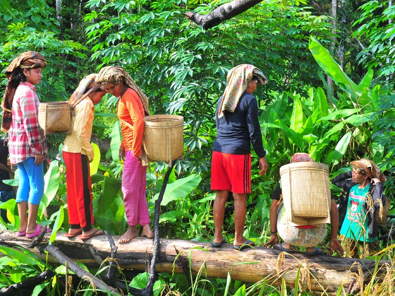 Panen Padi Ladang Suku Talang Mamak
