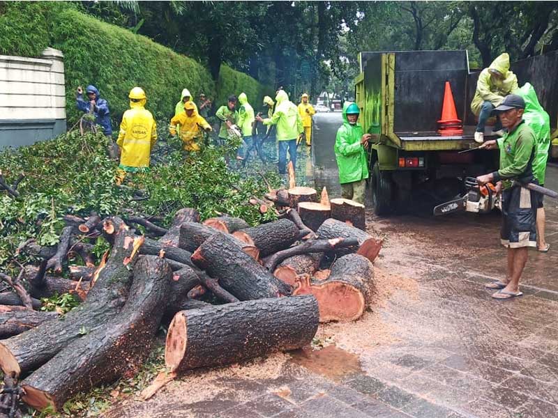 Pohon Seberang Rumah Dinas Gubernur Tumbang