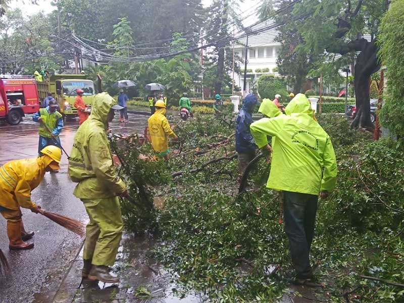 Pohon Seberang Rumah Dinas Gubernur Tumbang
