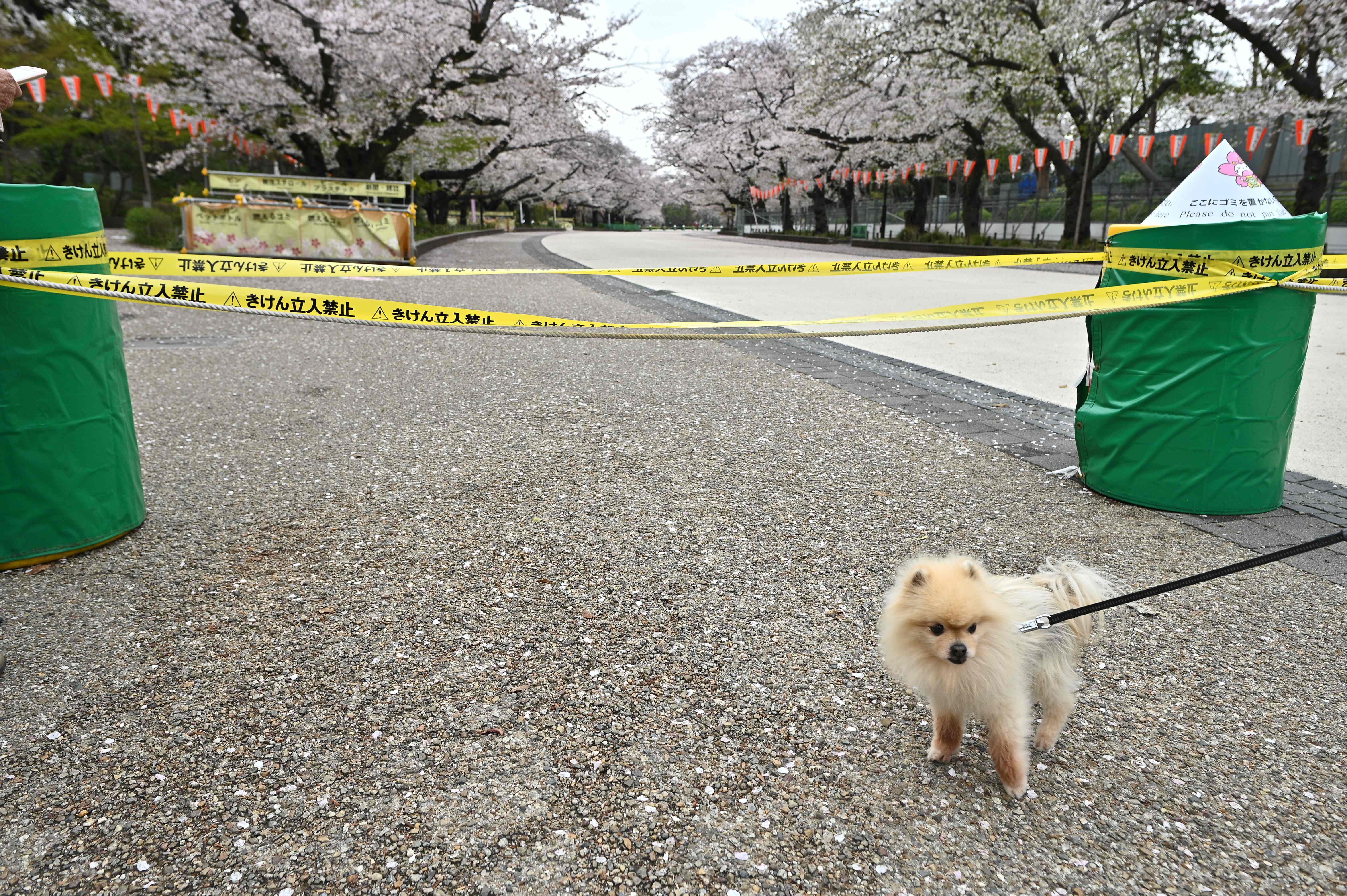 Keindahan Sakura Dalam Pandemi Korona