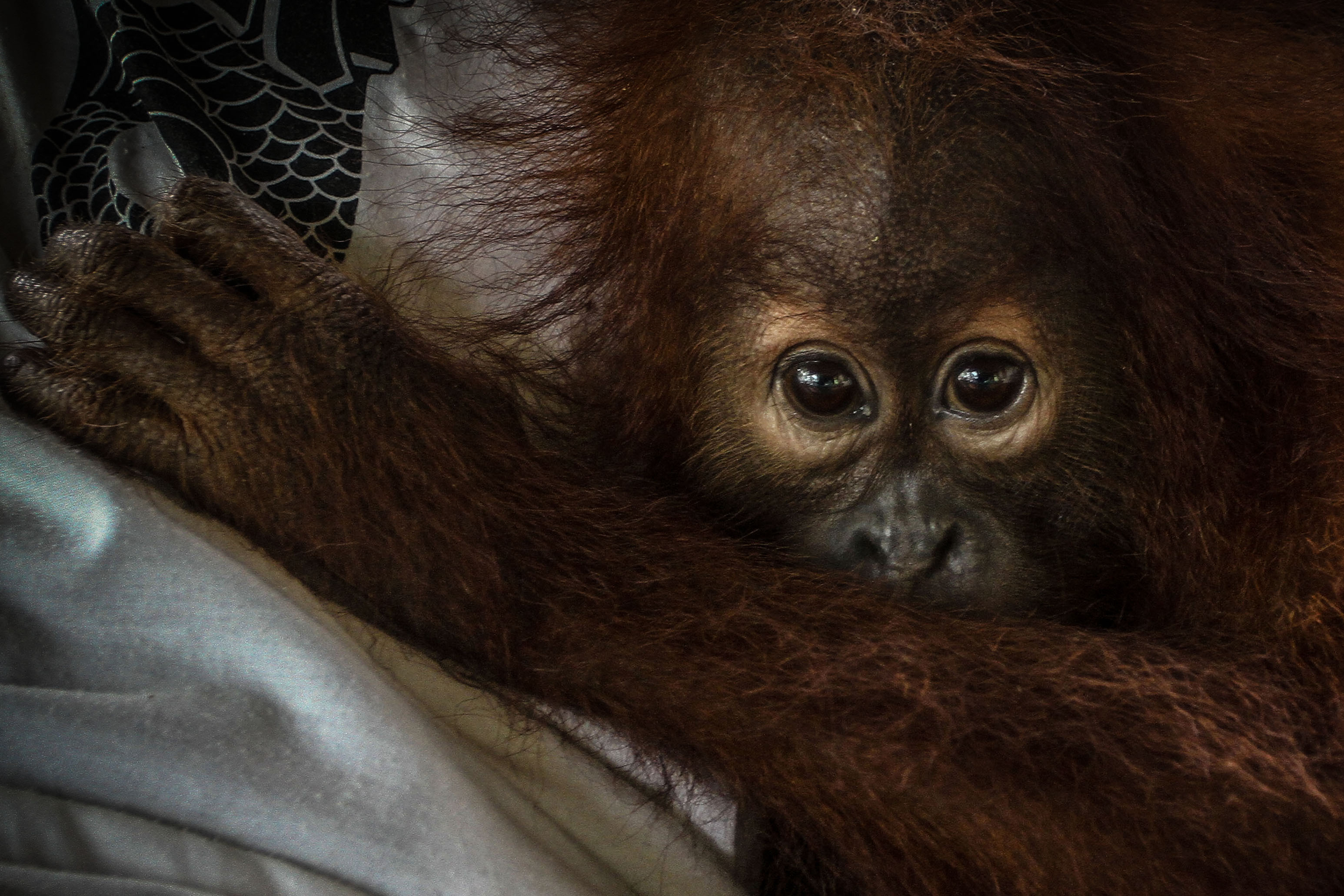 Perdagangan Gelap Bayi Orang Utan 
