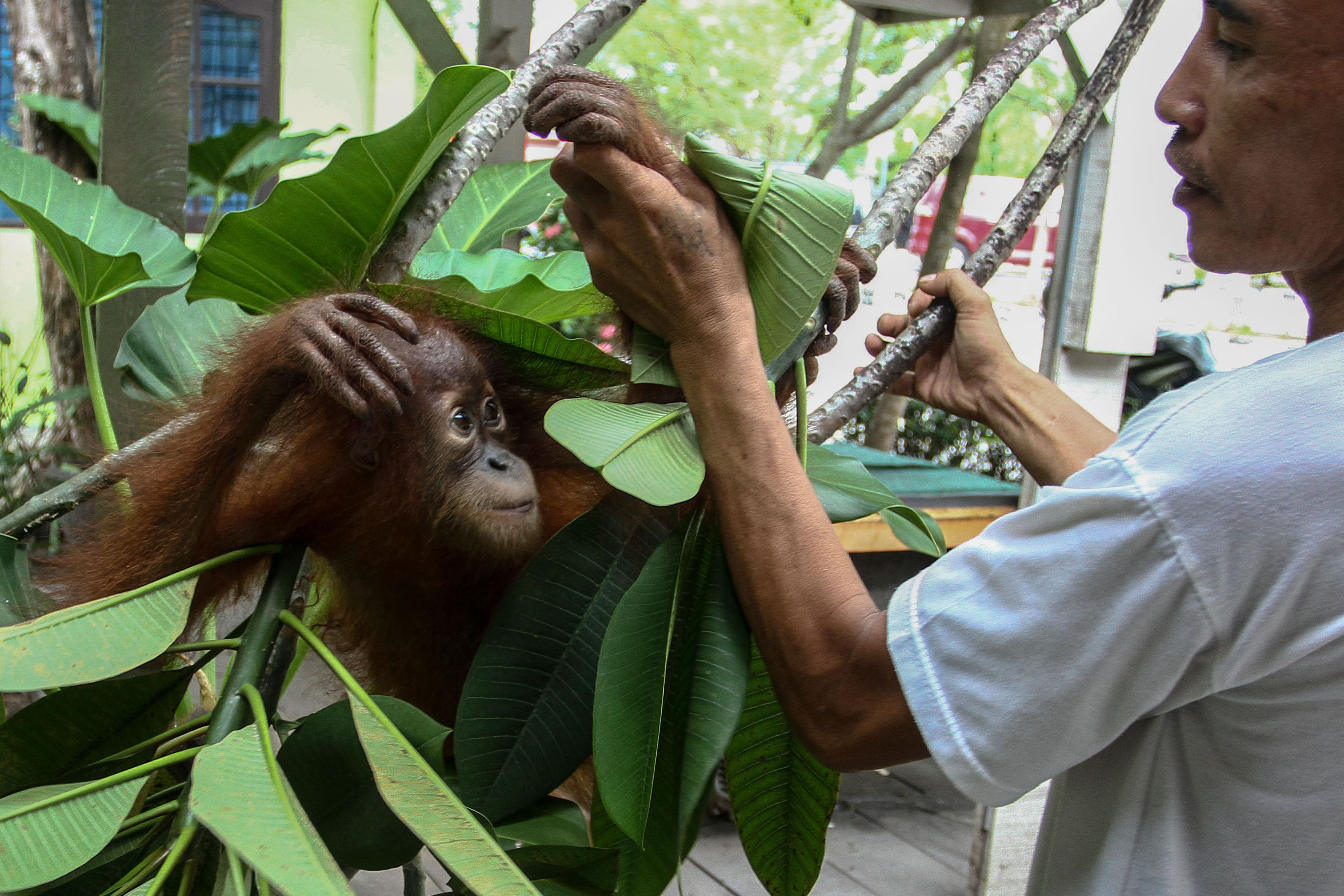 Perdagangan Gelap Bayi Orang Utan 